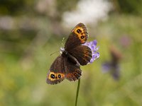 Erebia aethiops 26, Zomererebia, Saxifraga-Jan Nijendijk