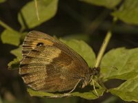 Erebia aethiops 3, Zomererebia, female, Saxifraga-Marijke Verhagen