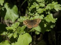 Erebia aethiops 4, Zomererebia, female, Saxifraga-Jan van der Straaten