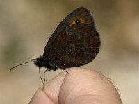 Erebia aethiops 6, Zomererebia, male, Saxifraga-Jan van der Straaten