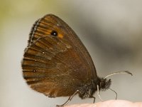 Erebia aethiops 7, Zomererebia, male, Saxifraga-Jan van der Straaten