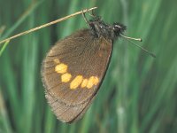 Erebia manto 2, Geelvlekbergerebia, Saxifraga-Frits Bink