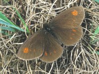 Erebia manto 3, Geelvlekbergerebia, male, Saxifraga-Frits Bink