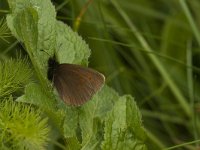 Erebia manto 5, Geelvlekbergerebia, Saxifraga-Jan van der Straaten