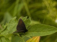 Erebia manto 6, Geelvlekbergerebia, Saxifraga-Jan van der Straaten