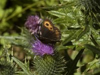 Erebia montana 2, Marmererebia, male, Saxifraga-Jan van der Straaten