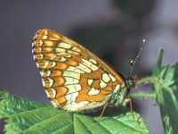 Euphydryas maturna 3, Roodbonte parelmoervlinder, female, Saxifraga-Frits Bink