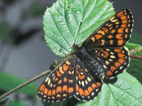 Euphydryas maturna 4, Roodbonte parelmoervlinder, female, Saxifraga-Frits Bink