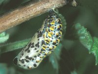 Euphydryas maturna 7, Roodbonte parelmoervlinder, pupa, Saxifraga-Frits Bink