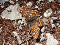 Euphydryas maturna, 13, Roodbonte parelmoervlinder, Saxifraga-Kars Veling