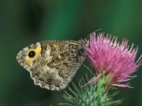 Hipparchia semele 18, Heivlinder, Vlinderstichting-Harold van den Oetelaar