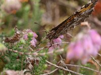 Hipparchia semele 28, Heivlinder, Saxifraga-Rudmer Zwerver