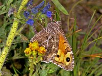 122_08, Heidevlinder : Heivlinder, Hipparchia semele, Grayling