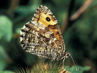 Hipparchia semele 3, Heivlinder, female, Vlinderstichting-Ab H Baas