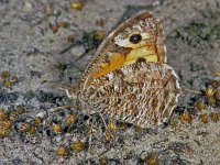 134_10, Heidevlinder : Heivlinder, Hipparchia semele, Grayling