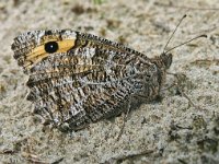 Hipparchia semele 33, Heivlinder, Saxifraga-Hans Dekker