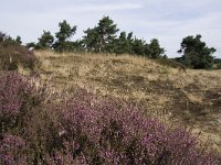 Hipparchia semele 60, Heivlinder, habitat, NL, Gelderland,  Barneveld, Kootwijkerzand, Saxifraga-Kars Veling