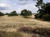 Hipparchia semele 62, Heivlinder, habitat, NL, Gelderland,  Barneveld, Kootwijkerzand, Saxifraga-Kars Veling