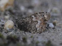 Hipparchia semele 64, Heivlinder, Saxifraga-Luuk Vermeer