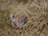 Hipparchia statilinus 11, Kleine heivlinder, Vlinderstichting-Albert Vliegenthart