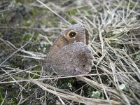 Hipparchia statilinus 13, Kleine heivlinder, Saxifraga-Arthur van Dijk