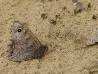 Hipparchia statilinus 17, Kleine heivlinder, male, Saxifraga-Kars Velin