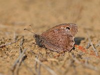 Hipparchia statilinus 7, Kleine heivlinder, Vlinderstichting-Albert Vliegenthart