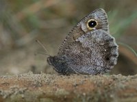 Hipparchia statilinus 9, Kleine heivlinder, Vlinderstichting-Albert Vliegenthart