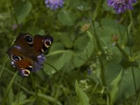 Inachis io 38, Dagpauwoog, Saxifraga-Marijke Verhagen