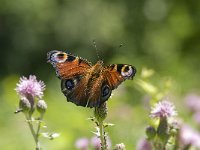 Inachis io 45, Dagpauwoog, Saxifraga-Willem van Kruijsbergen