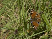 Inachis io 48, Dagpauwoog, Saxifraga-Jan van der Straaten