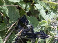 Rupsen Dagpauwoog  Caterpillars of the butterfly Peacock (Inachis io) on nettle, Holland : black, caterpillar, color, colour, Dutch, Europe European, fauna, Haamstede, Holland, Inachis io, insect, many, nature natural, nest, Netherlands, nettle, Peacock, summer, Vanessa io, vertical, wildlife