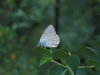 Iolana iolas 3, Blazenstruikblauwtje, Vlinderstichting-Kars Veling