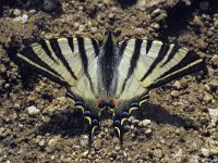 Iphiclides podalirius 10, Koningspage, Saxifraga-Janus Verkerk