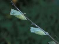 Iphiclides podalirius 13, Koningspage, pupa, Vlinderstichting-Nely Honig