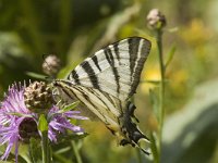 Iphiclides podalirius 14, Koningspage, Saxifraga-Marijke Verhagen