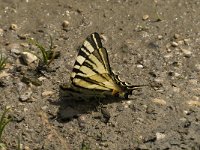 Iphiclides podalirius 16, Koningspage, Saxifraga-Marijke Verhagen