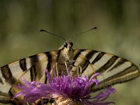 Iphiclides podalirius 2, Koningspage, Vlinderstichting-Kars Veling