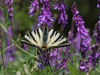 Iphiclides podalirius 22, Koningspage, Vlinderstichting-Henk Bosma