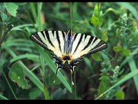 Iphiclides podalirius 24, Koningspage, Vlinderstichting-Albert Vliegenthart