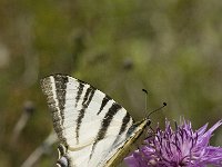 Iphiclides podalirius 26, Koningspage, Saxifraga-Marijke Verhagen