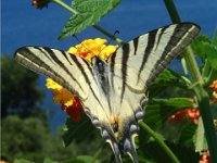 Iphiclides podalirius 27, Koningspage, Vlinderstichting-Henk Bosma