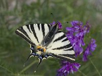 Iphiclides podalirius 29, Koningspage, Vlinderstichting-Henk Bosma