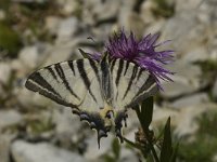 Iphiclides podalirius 30, Koningspage, Saxifraga-Marijke Verhagen