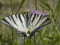 Iphiclides podalirius 32, Koningspage, Saxifraga-Marijke Verhagen