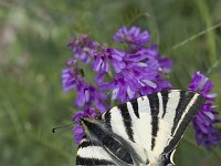 Iphiclides podalirius 33, Koningspage, Vlinderstichting-Henk Bosma