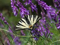 Iphiclides podalirius 35, Koningspage, Vlinderstichting-Henk Bosma