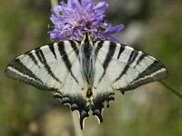 Iphiclides podalirius 36, Koningspage, Saxifraga-Marijke Verhagen