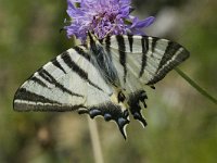 Iphiclides podalirius 38, Koningspage, Saxifraga-Marijke Verhagen