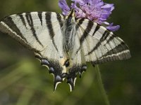 Iphiclides podalirius 39, Koningspage, Saxifraga-Marijke Verhagen